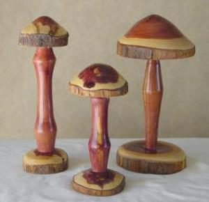 Mushrooms DSC03939_cedar